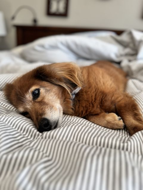 A long-haired dachshund with a greying muzzle lying on a striped bed, looking at the camera without enthusiasm